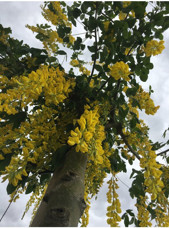 Goldregen Mehrstämmig | Laburnum watereri 'Vossii' Goldregen Mehrstämmig | Laburnum watereri 'Vossii'