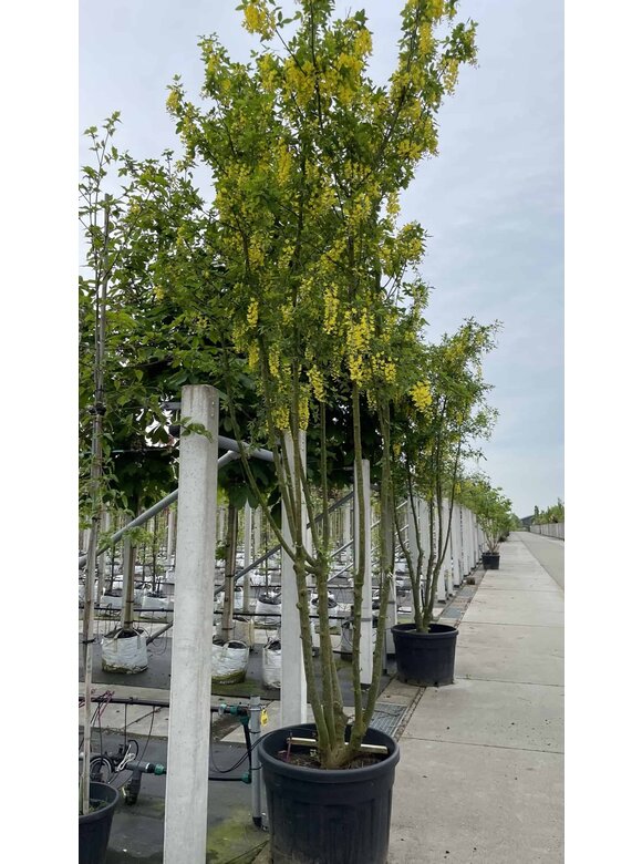 Goldregen Mehrstämmig | Laburnum watereri 'Vossii' Goldregen Mehrstämmig | Laburnum watereri 'Vossii'