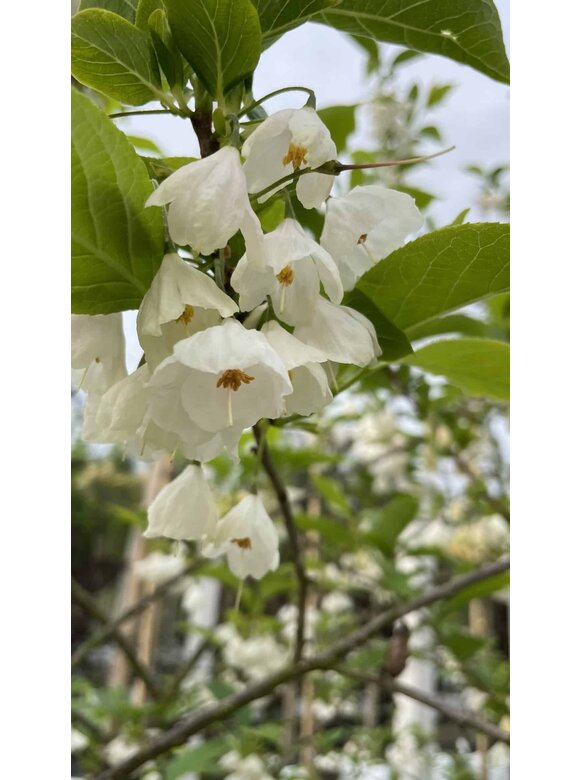 Schneeglöckchenbaum Mehrstämmig | Halesia carolina Schneeglöckchenbaum Mehrstämmig | Halesia carolina