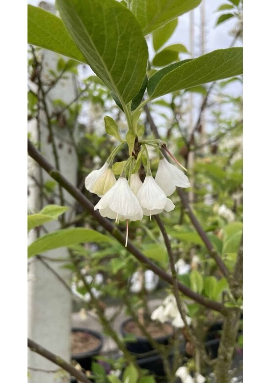 Schneeglöckchenbaum Mehrstämmig | Halesia carolina
