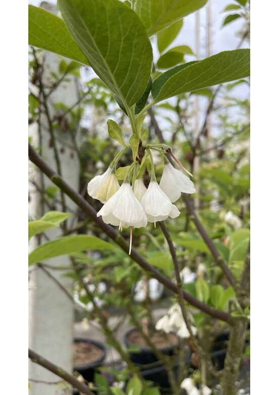 Schneeglöckchenbaum Mehrstämmig | Halesia carolina