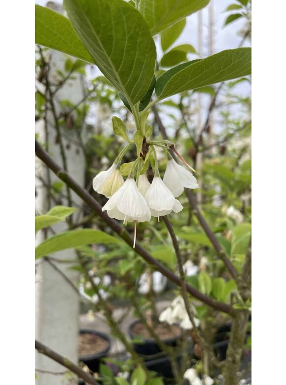 Schneeglöckchenbaum Mehrstämmig | Halesia carolina Schneeglöckchenbaum Mehrstämmig | Halesia carolina