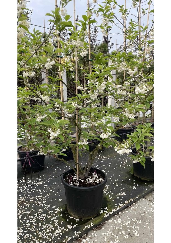 Schneeglöckchenbaum Mehrstämmig | Halesia carolina