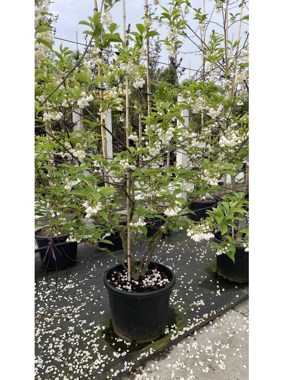 Schneeglöckchenbaum Mehrstämmig | Halesia carolina Schneeglöckchenbaum Mehrstämmig | Halesia carolina