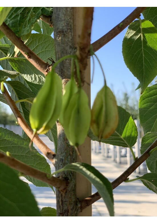 Schneeglöckchenbaum Mehrstämmig | Halesia carolina