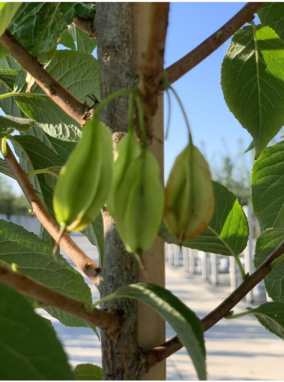 Schneeglöckchenbaum Mehrstämmig | Halesia carolina Schneeglöckchenbaum Mehrstämmig | Halesia carolina