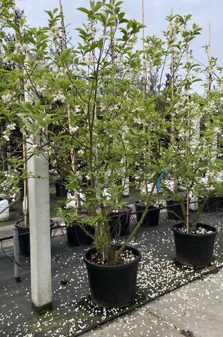 Schneeglöckchenbaum Mehrstämmig | Halesia carolina