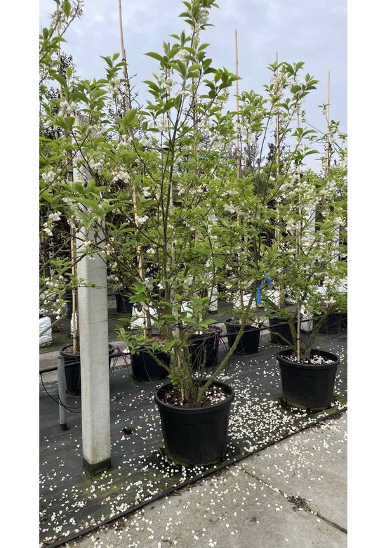 Schneeglöckchenbaum Mehrstämmig | Halesia carolina