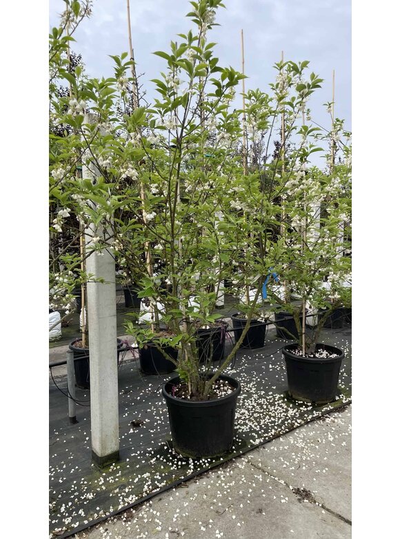 Schneeglöckchenbaum Mehrstämmig | Halesia carolina Schneeglöckchenbaum Mehrstämmig | Halesia carolina