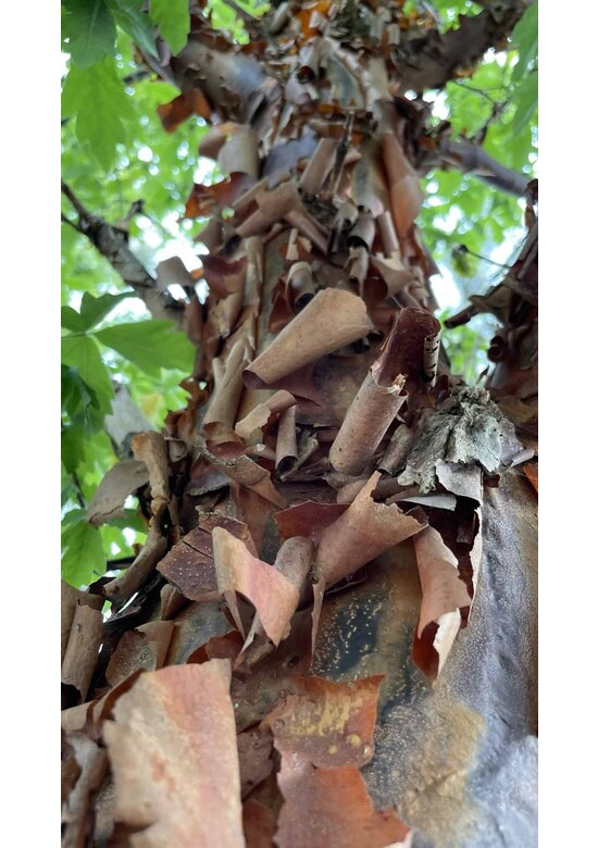 Zimt-Ahorn | Acer griseum Zimt-Ahorn | Acer griseum