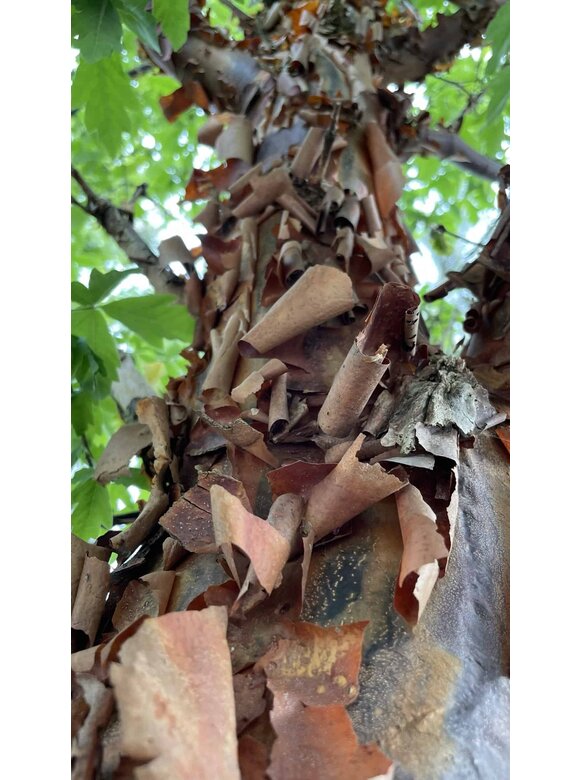Zimt-Ahorn | Acer griseum Zimt-Ahorn | Acer griseum