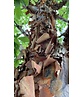 Zimt-Ahorn | Acer griseum Zimt-Ahorn | Acer griseum