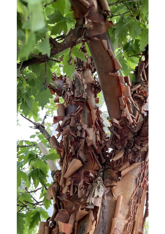 Zimt-Ahorn | Acer griseum Zimt-Ahorn | Acer griseum
