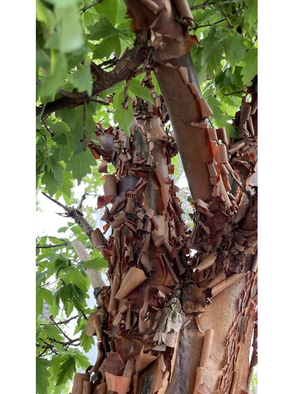 Zimt-Ahorn | Acer griseum Zimt-Ahorn | Acer griseum