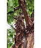 Zimt-Ahorn | Acer griseum Zimt-Ahorn | Acer griseum