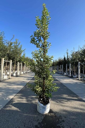 Portugiesische Lorbeerkirsche 'Angustifolia' - Stammbusch | Prunus lusitanica 'Angustifolia'