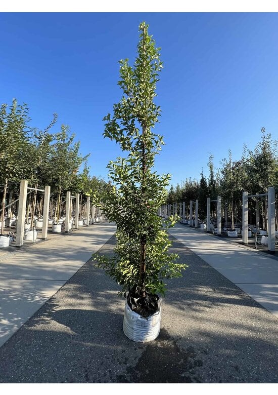 Portugiesische Lorbeerkirsche 'Angustifolia' - Stammbusch | Prunus lusitanica 'Angustifolia'