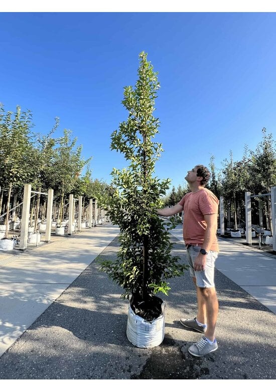 Portugiesische Lorbeerkirsche 'Angustifolia' - Stammbusch | Prunus lusitanica 'Angustifolia'