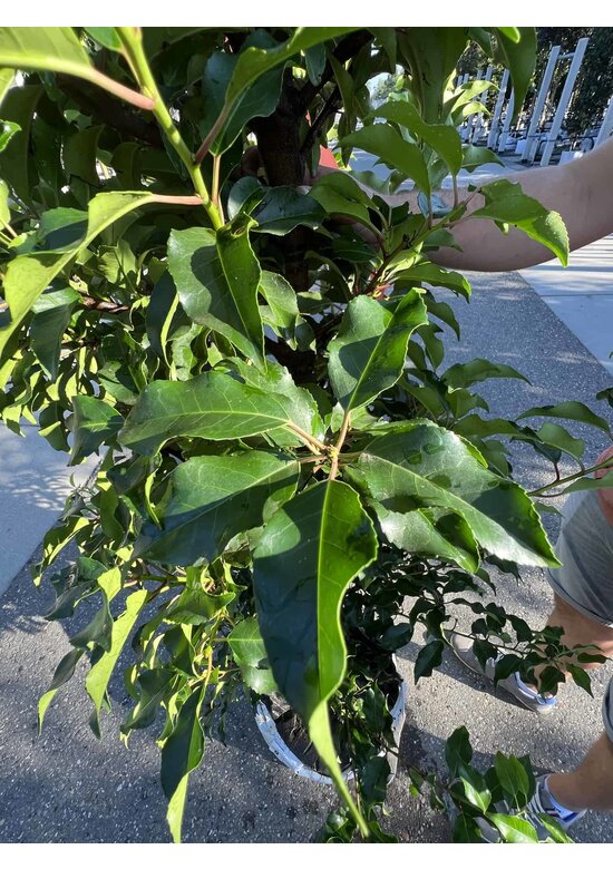 Portugiesische Lorbeerkirsche 'Angustifolia' - Stammbusch | Prunus lusitanica 'Angustifolia'