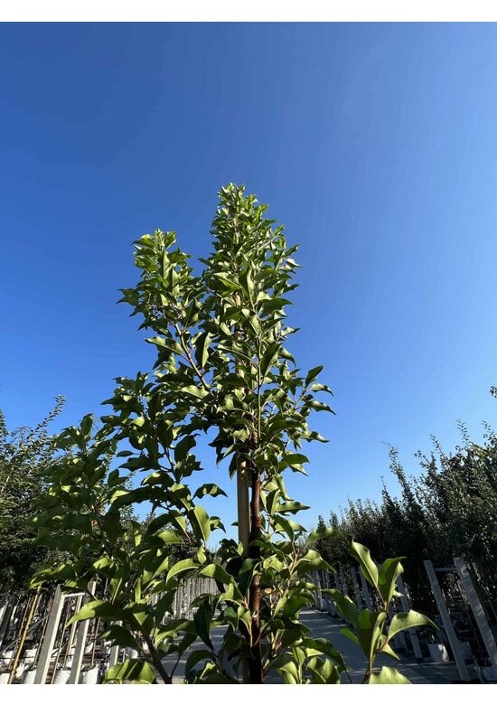 Portugiesische Lorbeerkirsche 'Angustifolia' - Stammbusch | Prunus lusitanica 'Angustifolia'