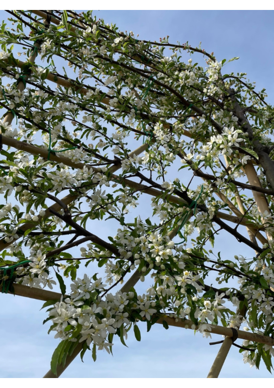 Toringo-Apfel Spalierbaum | Malus toringo 'Brouwers Beauty'