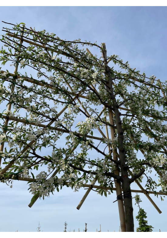 Toringo-Apfel Spalierbaum | Malus toringo 'Brouwers Beauty'