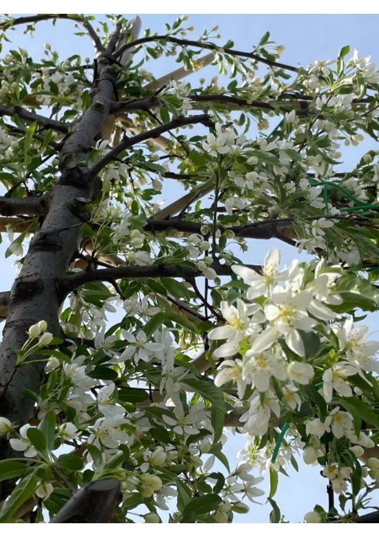 Toringo-Apfel Spalierbaum | Malus toringo 'Brouwers Beauty'