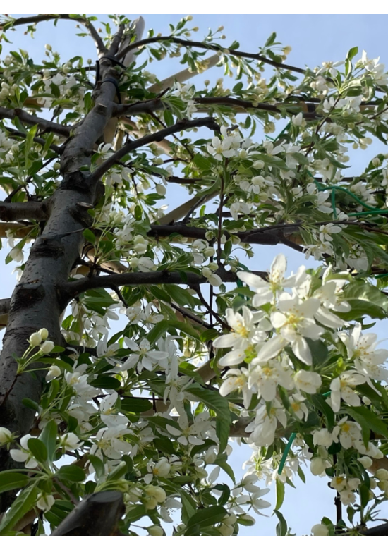 Toringo-Apfel Spalierbaum | Malus toringo 'Brouwers Beauty'
