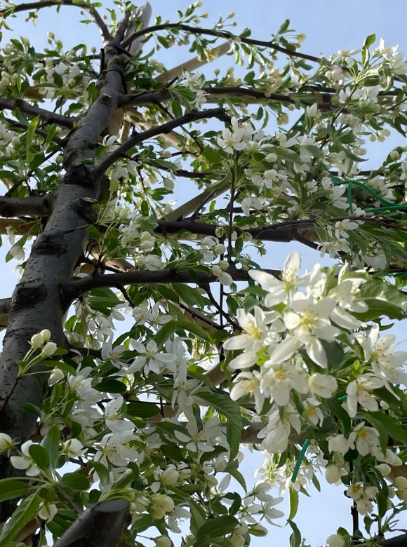 Toringo-Apfel Spalierbaum | Malus toringo 'Brouwers Beauty' Toringo-Apfel Spalierbaum | Malus toringo 'Brouwers Beauty'