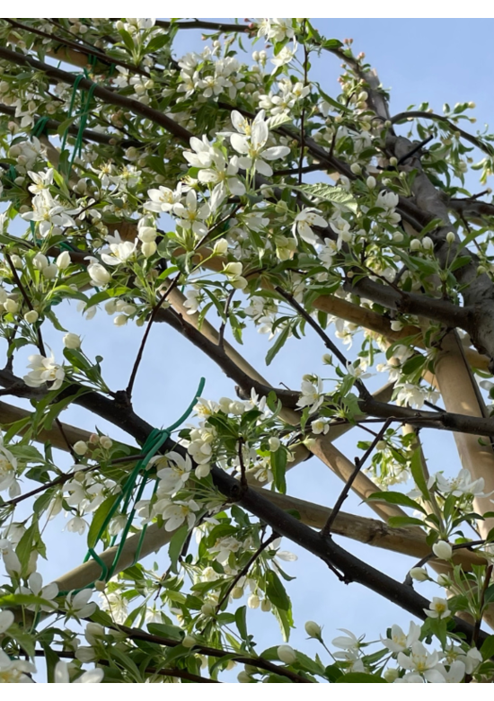 Toringo-Apfel Spalierbaum | Malus toringo 'Brouwers Beauty'