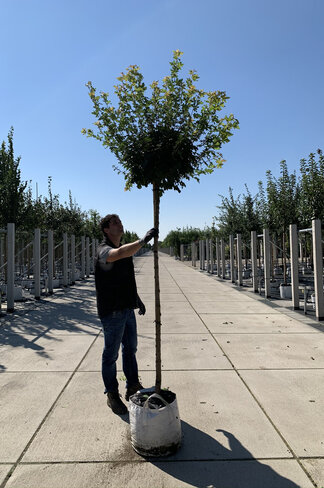 Weißbunter Feldahorn 'Carnival' | Acer campestre 'Carnival'