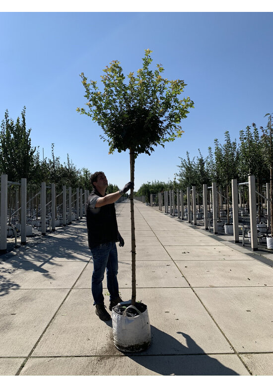 Weißbunter Feldahorn 'Carnival' | Acer campestre 'Carnival'