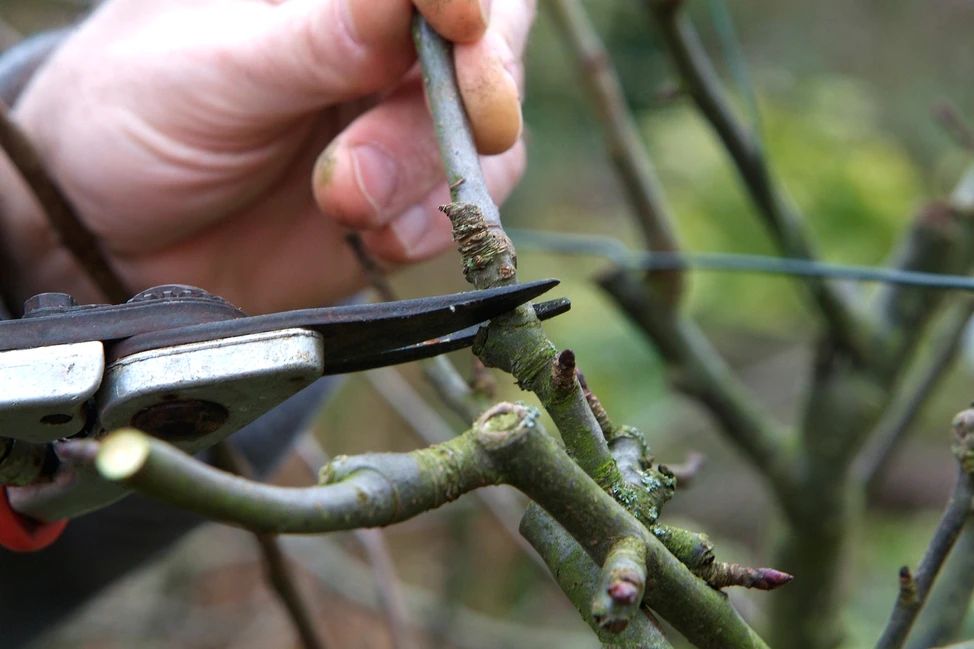 Hochstamm-obstbaum schnitt