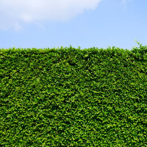 Immergrüne Heckenpflanzen