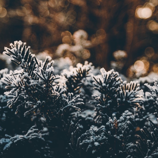 Winterharte heckenpflanzen