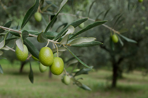 Mediterrane Bäume