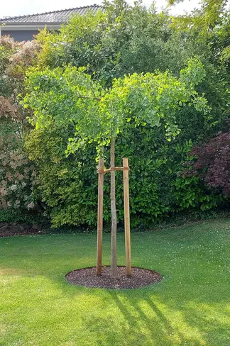 Fächerblattbaum 'Horizontalis' | Ginkgo biloba 'Horizontalis'