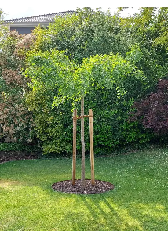 Fächerblattbaum 'Horizontalis' | Ginkgo biloba 'Horizontalis'