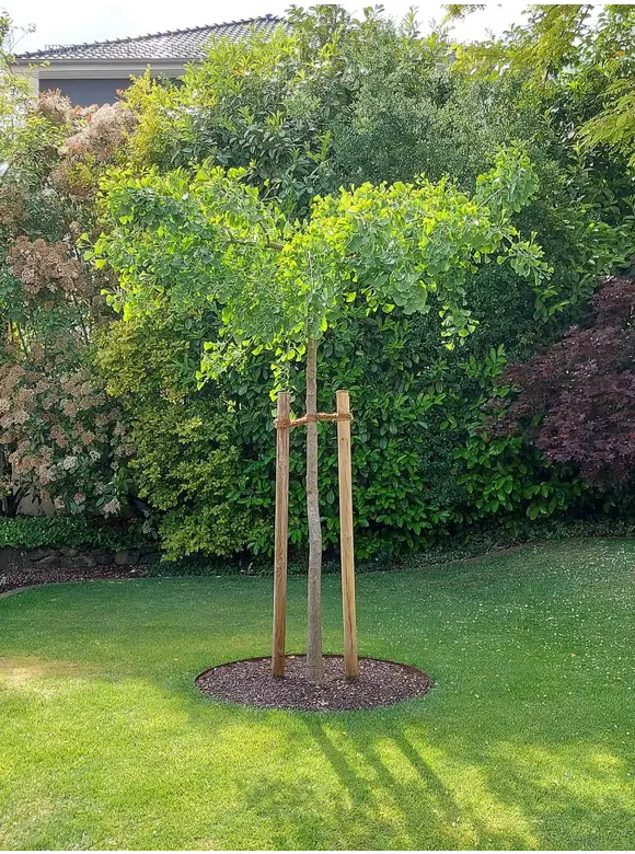 Ginkgobaum - Fächerblattbaum 'Horizontalis' | Ginkgo biloba 'Horizontalis' Ginkgobaum - Fächerblattbaum 'Horizontalis' | Ginkgo biloba 'Horizontalis'