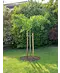 Venovi GmbH Fächerblattbaum 'Horizontalis' | Ginkgo biloba 'Horizontalis'