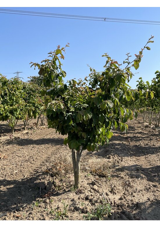 Eisenholzbaum 'Bella' - Mehrstämmig | Parrotia persica 'Bella' Eisenholzbaum - Mehrstämmig | Parrotia persica - Copy