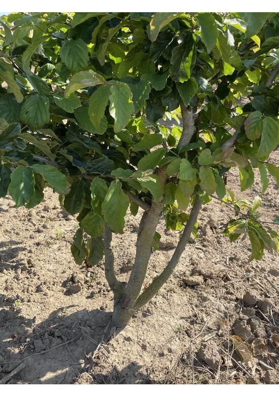 Eisenholzbaum 'Bella' - Mehrstämmig | Parrotia persica 'Bella' Eisenholzbaum - Mehrstämmig | Parrotia persica - Copy
