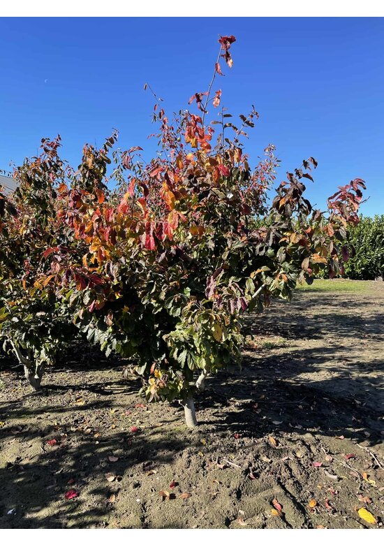 Eisenholzbaum ‘Bella’, mehrstämmig (Parrotia persica)