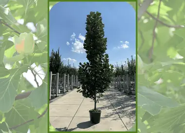 Säulen-Tulpenbaum