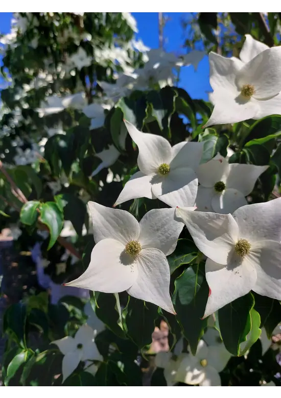Chinesischer Blumen-Hartriegel 'Milky Way' | Cornus kousa 'Milky Way'