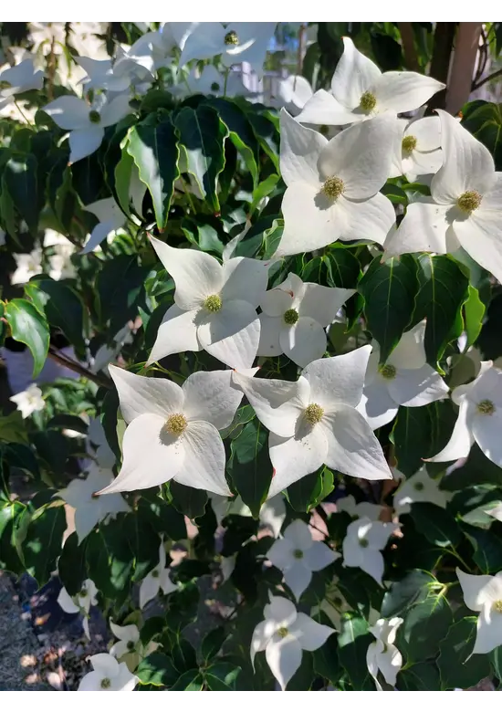 Chinesischer Blumen-Hartriegel 'Milky Way' | Cornus kousa 'Milky Way'