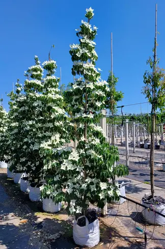 Chinesischer Blumen-Hartriegel 'Milky Way' | Cornus kousa 'Milky Way' Chinesischer Blumen-Hartriegel 'Milky Way' | Cornus kousa 'Milky Way'