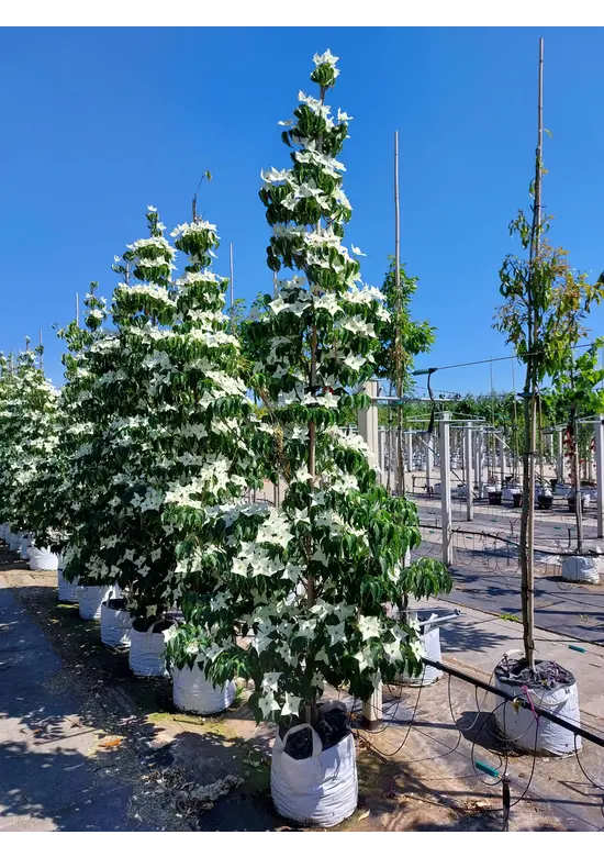 Chinesischer Blumen-Hartriegel 'Milky Way' | Cornus kousa 'Milky Way'