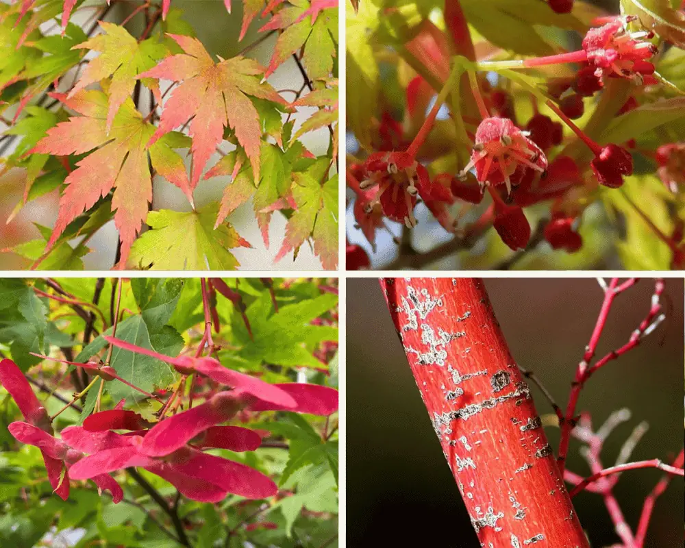 Fächerahorn kaufen?