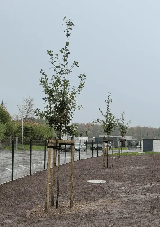 Stiel-Eiche - Sommer-Eiche | Quercus robur